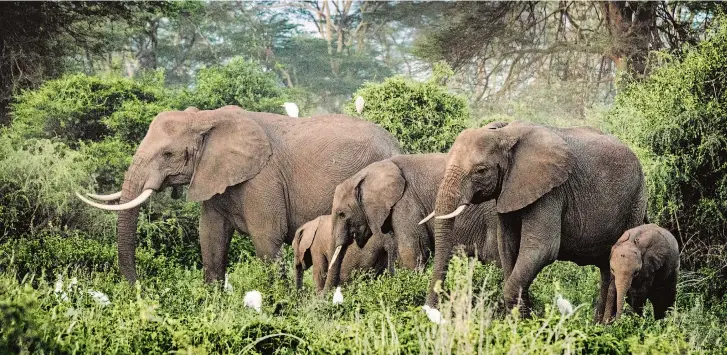  ??  ?? santuario Kimana, en Kenya, los elefantes están protegidos contra los ataques de los humanos