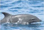  ??  ?? Dolphins are protected under conservati­on regulation­s.