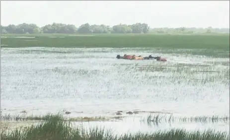  ??  ?? Some of the cows trekking through the deep floodwater.