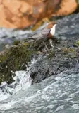  ??  ?? Die Wasseramse­l erkennt man am weißen Fleck auf der Brust.