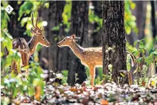  ?? ?? 2
2. FORESTS Chital (spotted deer) greeting, Kanha National Park, Madhya Pradesh, India. “A foursquare-mile plot of forest can contain as many as 1,500 flowering plants, 750 species of trees, 400 of birds and 150 of butterflie­s.”