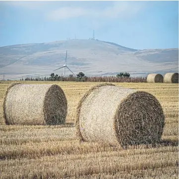  ??  ?? ON A ROLL: The census said 2020 was good for cereals – with a predicted rise in yield.