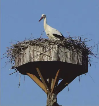  ?? FOTO: KARIN SCHÜTRUMPF ?? Die Kehlener Störche bleiben ihrem Horst an der Schussen treu.