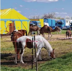  ?? Fotos: Alexandra Hartmann ?? Dromedare, Esel, Pferde, Lamas, Ziegen und Ponys grasen hier friedlich neben dem gelben Zelt. Im Hintergrun­d ist der Fuhrpark des Circus Alfons William zu sehen.