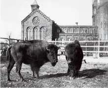  ??  ?? Two American bison grazed in a paddock behind the Castle. A few
years later, in 1891, they joined the first animals
at the new National Zoo.