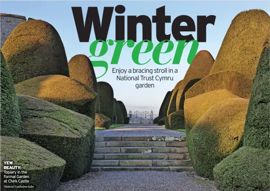  ?? ©National Trust/Andrew Butler ?? YEW BEAUTY: Topiary in the Formal Garden at Chirk Castle