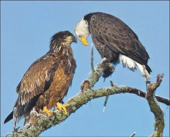  ?? (Courtesy photo/Terry Stanfill) ?? Bald eagles were some of Stanfill’s favorite photo subjects. He photograph­ed this pair in west Benton County in December 2018.