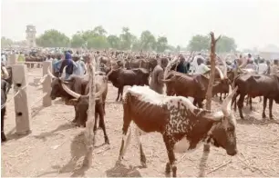  ??  ?? Cows at the Maitagari market