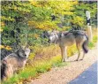  ?? FOTO: DPA ?? Zwei Wölfe sind an einer Straße bei Lindberg im Bayerische­n Wald gesichert worden.