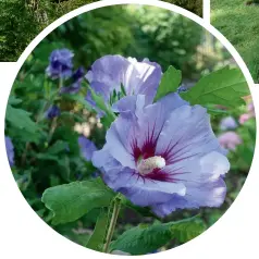  ??  ?? TROPISK BLOMST: Hibiskus er en gruppe planter som g jerne vokser i varme og tropiske strøk, men trives godt i Drøbak også. Hawaiirose er et annet navn på planten.