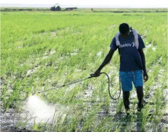  ??  ?? A farmer sprays pesticide on rice plants in Wanbao Rice Farm located in south Mozambique’s Xai Xai District