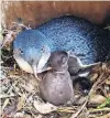  ?? PHOTO: SUPPLIED ?? Baby boom . . . Little penguins have laid a record number of eggs this season.