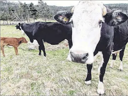  ?? TELEGRAM FILE ?? Cows look curiously from their pasture area. Artificial intelligen­ce is a tool farmers are using to manage their holdings.