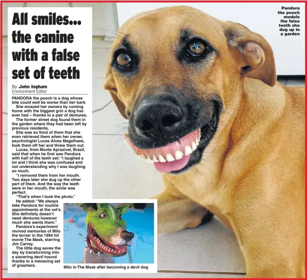All smiles... the canine with a false of teeth - PressReader