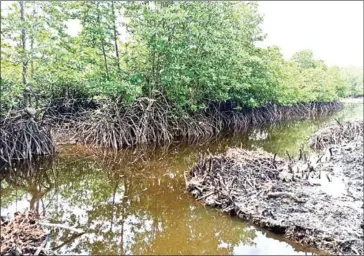  ?? SUPPLIED ?? The Koh Kong provincial authority on Monday ordered the temporary halt to the filling-in of canals at the Tatai Wildlife Sanctuary in Khemarak Phoumin City’s Smach Meanchey commune.