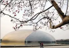  ?? NIU YUNGANG / FOR CHINA DAILY ?? Purple magnolia trees outside the National Center for the Performing Arts in Beijing have entered their full bloom period.