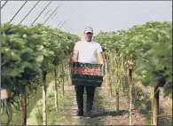  ??  ?? BEARING FRUIT: A worker picks strawberri­es at Oldroyd & Sons.