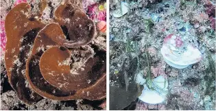  ?? PHOTOS: DR VALERIO MICARONI AND FRANCESCA STRANO/VICTORIA UNIVERSITY OF WELLINGTON ?? Warning . . . On the left is a healthy, unbleached native sea sponge and on the right a bleached sea sponge. An ocean heatwave this summer around the bottom of the South Island is thought to have caused a mass bleaching of sea sponges.