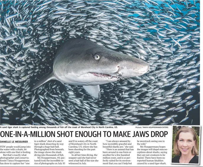  ?? Picture: TANYA HOUPPERMAN­S/CATERS ?? A sand tiger shark is captured feeding among thousands of fish off the coast of Morehead City in North Carolina, US.