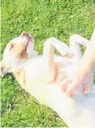  ?? Photo / Malisha Kumar ?? What Chase the 4-month-old puppy looks like now. He loves belly scratches.