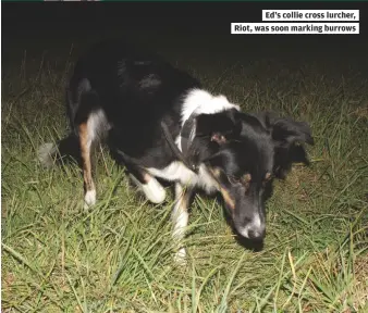  ??  ?? Ed’s collie cross lurcher,
Riot, was soon marking burrows