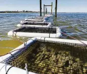  ?? Kara Thompson / Contributo­r ?? Oyster farming operations like this would allow Texas to produce oysters year-round.