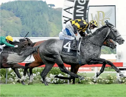  ?? PHOTO: TRISH DUNELL ?? Von Tunzelman has been nominated for the Auckland Cup.