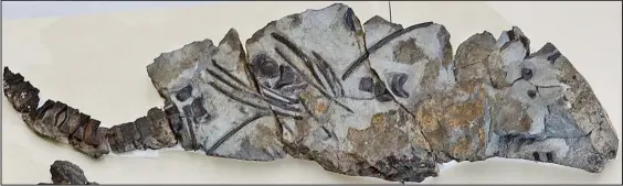  ??  ?? Predator: The 170million-year-old fossil of the marine reptile was discovered 50 years ago in Scotland but has just been extracted from dense rock