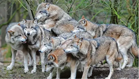  ?? Foto: B. Wüstneck, dpa ?? Bislang wurden in Bayern vor allem einsame Wölfe gesichtet. Doch Biologen erwarten, dass sich im Bayerische­n Wald bald Rudel bilden könnten.