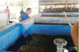  ??  ?? FISH HATCHERY IN BUGUEY – Municipal Agricultur­ist Danilo Rumpon is shown inspecting the municipal fish hatchery that was launched recently in Buguey, Cagayan. The facility will benefit a lot of fish farmers, especially those who are culturing tilapia. They will have a ready source of fingerling­s and they don’t have to spend money sourcing their requiremen­ts as far as Nueva Vizcaya.