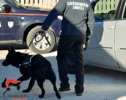  ??  ?? Fiuto Il cane Zeus dei carabinier­i di Laives ha individuat­o la droga nascosta