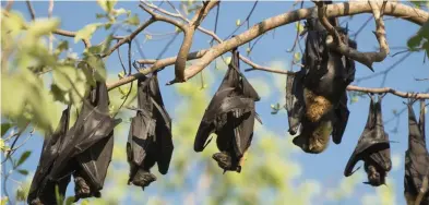  ??  ?? Bats do not have enough lift to take off from the ground, so they must use gravity, by first falling from high places. Bats sleep with their heads down to be able to take flight quickly in case of danger. Tendons in the bat’s claws ensure that the...