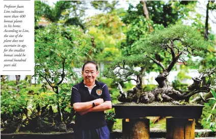  ??  ?? Professor Juan Lim cultivates more than 400 bonsai plants in his home. According to Lim, the size of the plant does not ascertain its age, for the smallest bonsai could be several hundred years old.