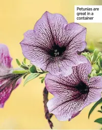  ??  ?? Petunias are great in a container