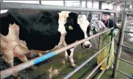  ?? REUTERS ?? A worker closes a gate after cleaning a cow with towels, in the runup to milking it, at a dairy farm managed by New Zealand’s Fonterra Co-operative Group in Hangu county, east of Beijing. Fonterra is training chefs in China on how to use dairy products.