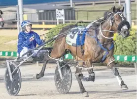  ?? PHOTO: THE TROTS. ?? Gunning for a win . . . Spankem will attempt to add the Taylor Mile to his Miracle Mile title at Alexandra Park tonight.