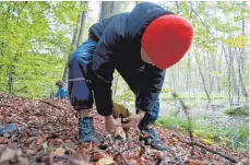  ??  ?? Die Suche nach Steinpilze­n begeistert die Kinder.