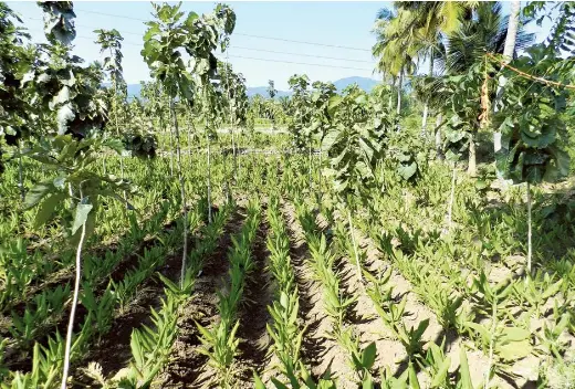 How can small-scale farmers bene t from trees on farms? - PressReader