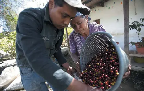  ??  ?? »El café tiene imagen de ser pionero en agricultur­a sostenible, pero falla en la cadena de valor que no es viable en lo social.