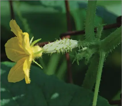 ?? PHOTO COURTESY OF MELINDAMYE­RS.COM ?? After the first flush of flowers, male and female flowers will appear for bees to pollinate and cucumbers to develop.