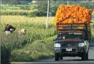  ?? ULISES RUIZ / AFP ?? A truck loaded with cempasuchi­l (Mexican marigold) flowers drives past cultivatio­n fields near Cholula, Mexico, on Oct 26.