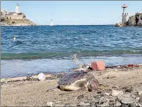  ??  ?? La tortue échouée sur la plage à Port-Vendres.