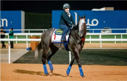  ?? Photos by Neeraj Murali ?? USA’s Arrogate at a training session in preparatio­ns for the Dubai World Cup at Meydan Racecourse on Thursday. —