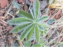  ?? CONTRIBUTE­D ?? Judith Brennan caught some morning frost in Cape Breton last week.