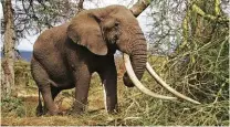  ??  ?? In Tanzania, gli elefanti in pochi anni sono drammatica­mente diminuiti del 60 per cento a causa del bracconagg­io e del traffico d’avorio. Oggi se ne stimano circa 45 mila.