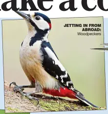  ?? ?? JETTiNG iN FROM aBROaD: Woodpecker­s