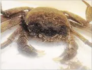  ?? PHOTO COURTESY ROYAL BOTANICAL GARDENS ?? An adult Chinese mitten crab that was found at the Cootes Paradise Fishway in 2015.