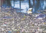  ?? PTI ?? An egret settles on a pile of floating garbage at Lake Ulsoor in n
Bengaluru on Thursday.