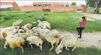  ??  ?? Bai Zhimei, 57, practices yoga while herding the sheep.