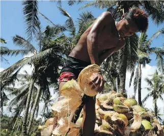 ?? TED ALJIBE/AFP/GETTY IMAGES ?? A farmer prepares to make copra from coconuts at a farm in Hernani, Philippine­s. Output is expected to increase to meet the great demand in foreign countries, including Canada.